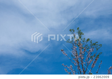 桜の若木 桜の若木 21662009