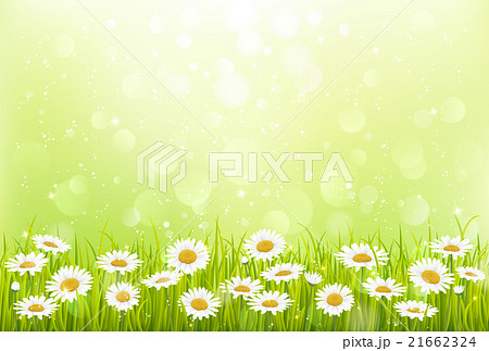 デイジー 光 背景のイラスト素材