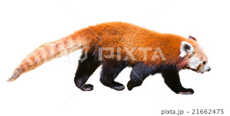 panda panda 21662475