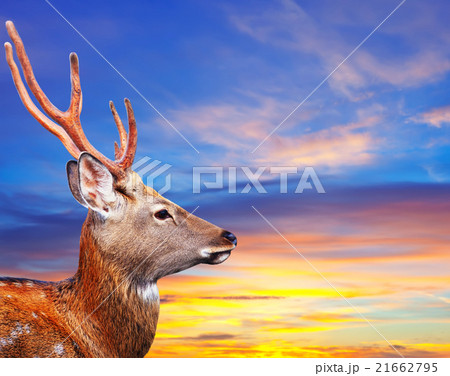 Head of Sika deer against sunset sky 21662795