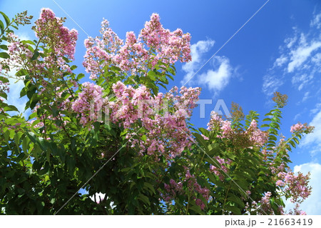 百日紅 花 青空 百日紅 花 青空 21663419