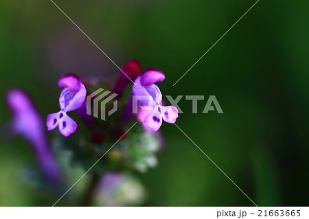 ヒメオドリコソウ 21663665