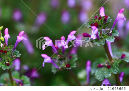 ヒメオドリコソウ 21663666