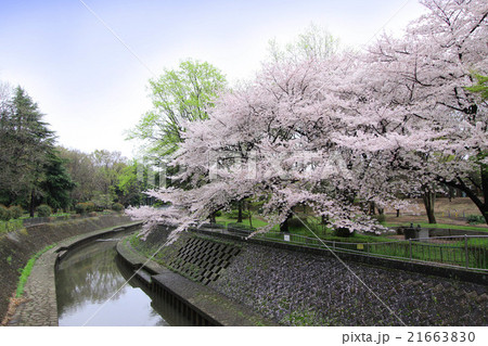 和田堀公園の桜 21663830