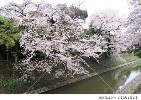 和田堀公園の桜 和田堀公園の桜 21663831