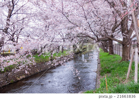 春の玉川上水 21663836