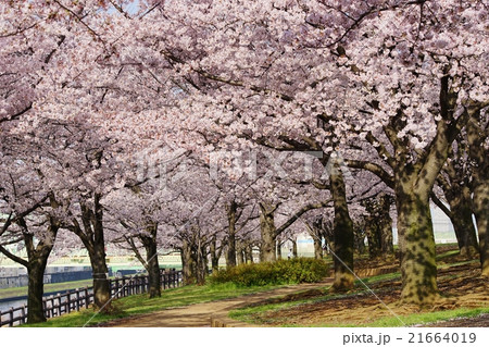 桜並木 21664019