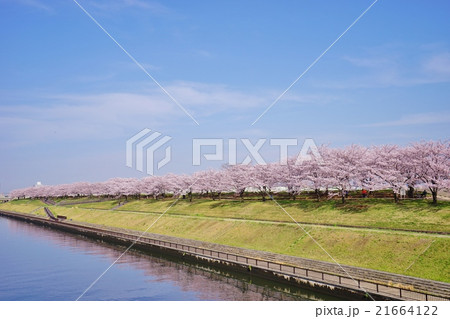 川沿いの桜 21664122