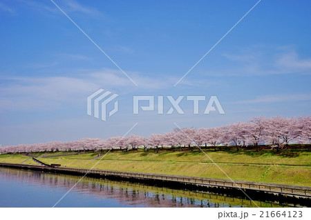 川沿いの桜 川沿いの桜 21664123