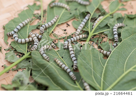 silk worm cocoons 21664461