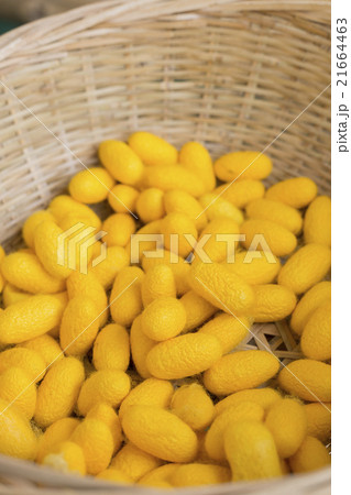 silk worm cocoons silk worm cocoons 21664463