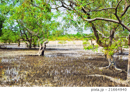 Thai Mangrove Swamp Thai Mangrove Swamp 21664940