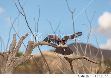 Harris Hawk Harris Hawk 21665072