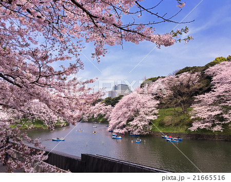 千鳥が淵の桜 21665516