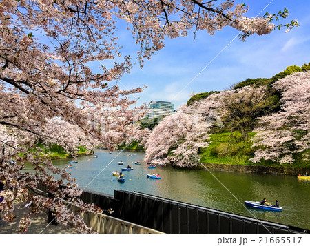 千鳥が淵の桜 21665517