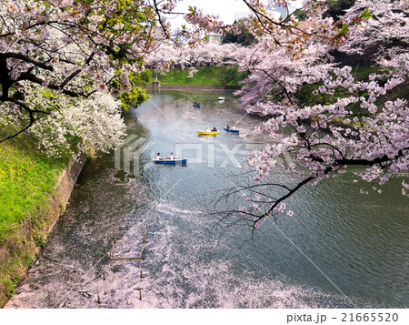 千鳥が淵の桜 21665520