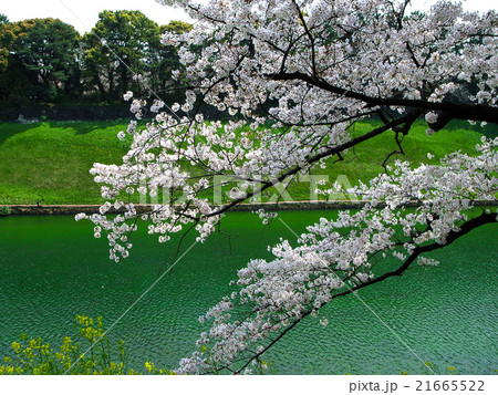 千鳥が淵の桜 千鳥が淵の桜 21665522