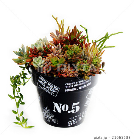 多肉植物の寄せ植え、鉢植え 21665583