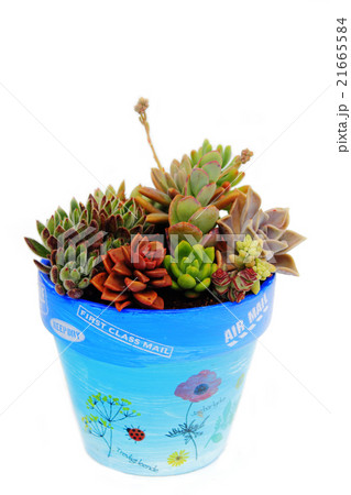 多肉植物の寄せ植え、鉢植え 21665584
