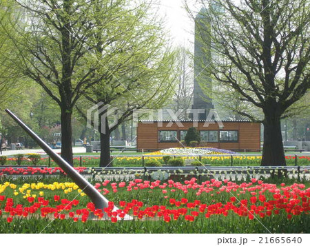 チューリップ咲く春の大通公園 チューリップ咲く春の大通公園 21665640