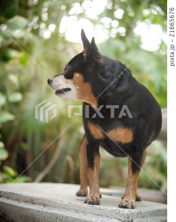cute black fat lovely miniature pinscher dog cute black fat lovely miniature pinscher dog 21665676