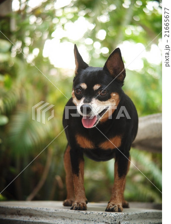 cute black fat lovely miniature pinscher dog 21665677