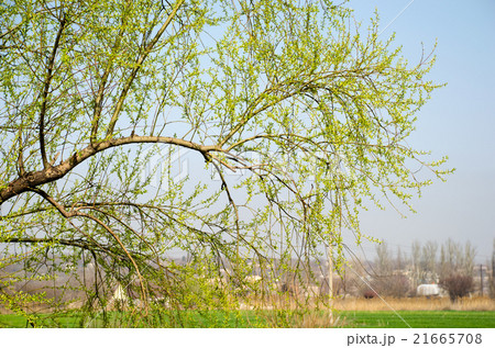 Branch with young leaves on a background of a farm 21665708
