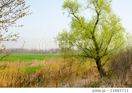 Tree on the bank of the creek spring 21665711