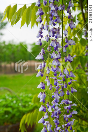 Wisteria branch 21665841
