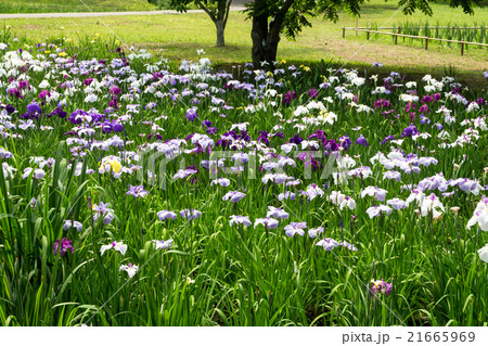 菖蒲園 菖蒲園 21665969