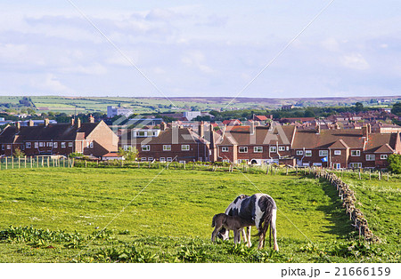 Horse and calf in meadow in Whitby,North Yorkshire Horse and calf in meadow in Whitby,North Yorkshire 21666159
