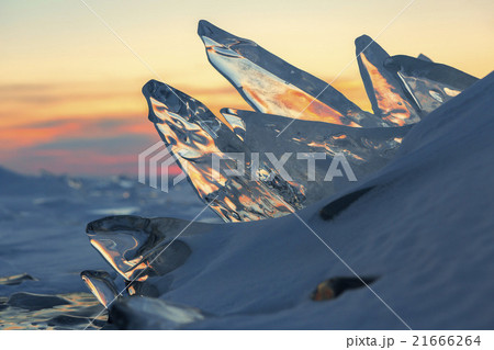 Pack ice fish jumps out of the snowy waves at 21666264