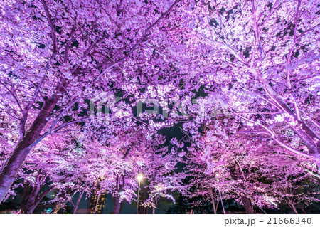 東京夜桜 21666340