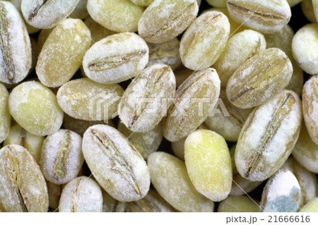 pearl barley closeup 21666616