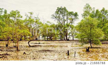 Thai Mangrove Swamp 21666788