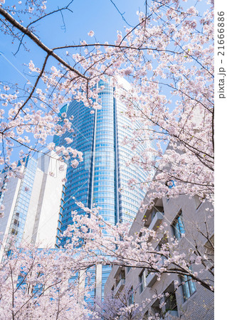 東京・桜の名所 東京・桜の名所 21666886