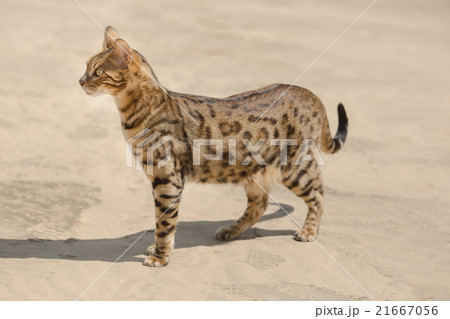 Savannah cat in desert Savannah cat in desert 21667056