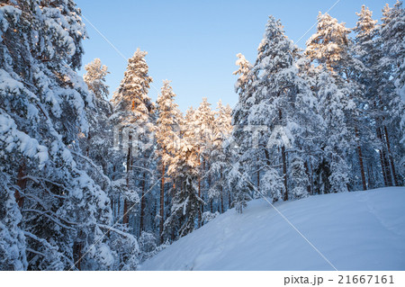 Snowy winter forest Snowy winter forest 21667161
