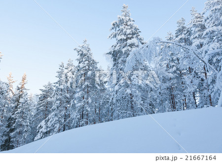 Snowy winter forest Snowy winter forest 21667164