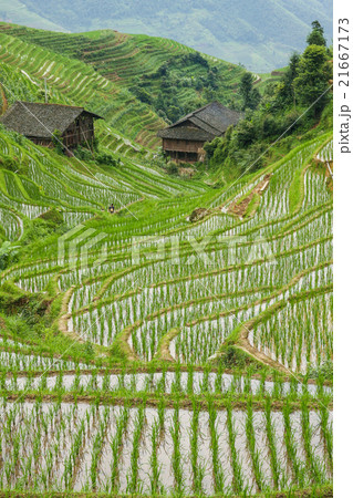 Rice fields in longshen china Rice fields in longshen china 21667173