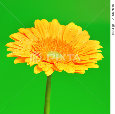 Yellow Gerbera Flower 21667640