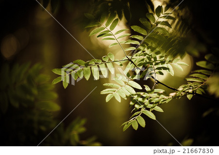 Tree leaves in an artistic light 21667830