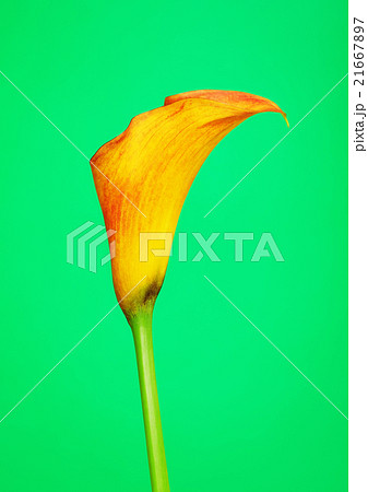 Orange Calla Lily Flower Orange Calla Lily Flower 21667897