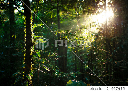 Sun rays deep in the rain forest Sun rays deep in the rain forest 21667956