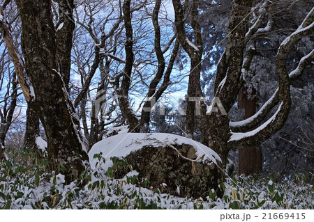 比婆山御陵薄化粧 雪 ブナ 青空 比婆山御陵薄化粧 雪 ブナ 青空 21669415