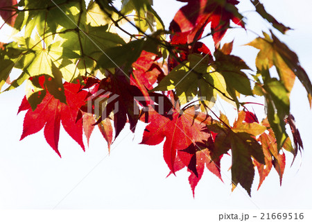 紅葉 21669516