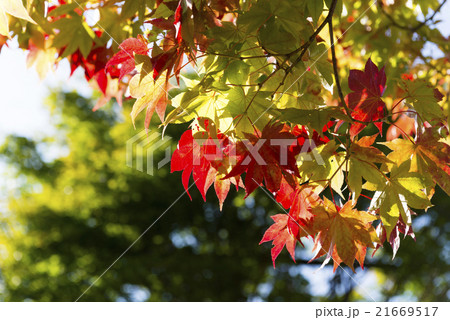 紅葉 紅葉 21669517