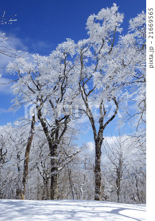 比婆山のブナ林 雪化粧 青空 比婆山のブナ林 雪化粧 青空 21669565