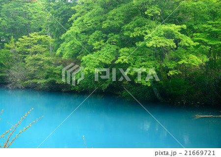 新潟県 雨飾山山麓・白池 新潟県 雨飾山山麓・白池 21669721