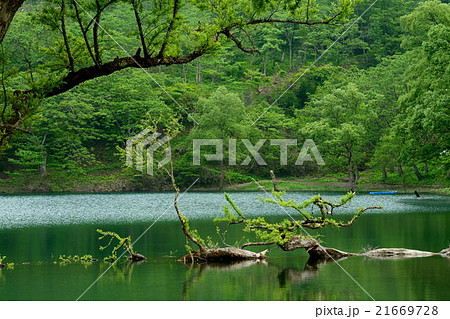 新潟県 高浪の池 新潟県 高浪の池 21669728